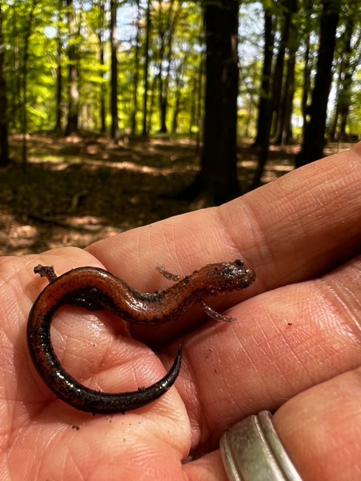 Redback Salamander